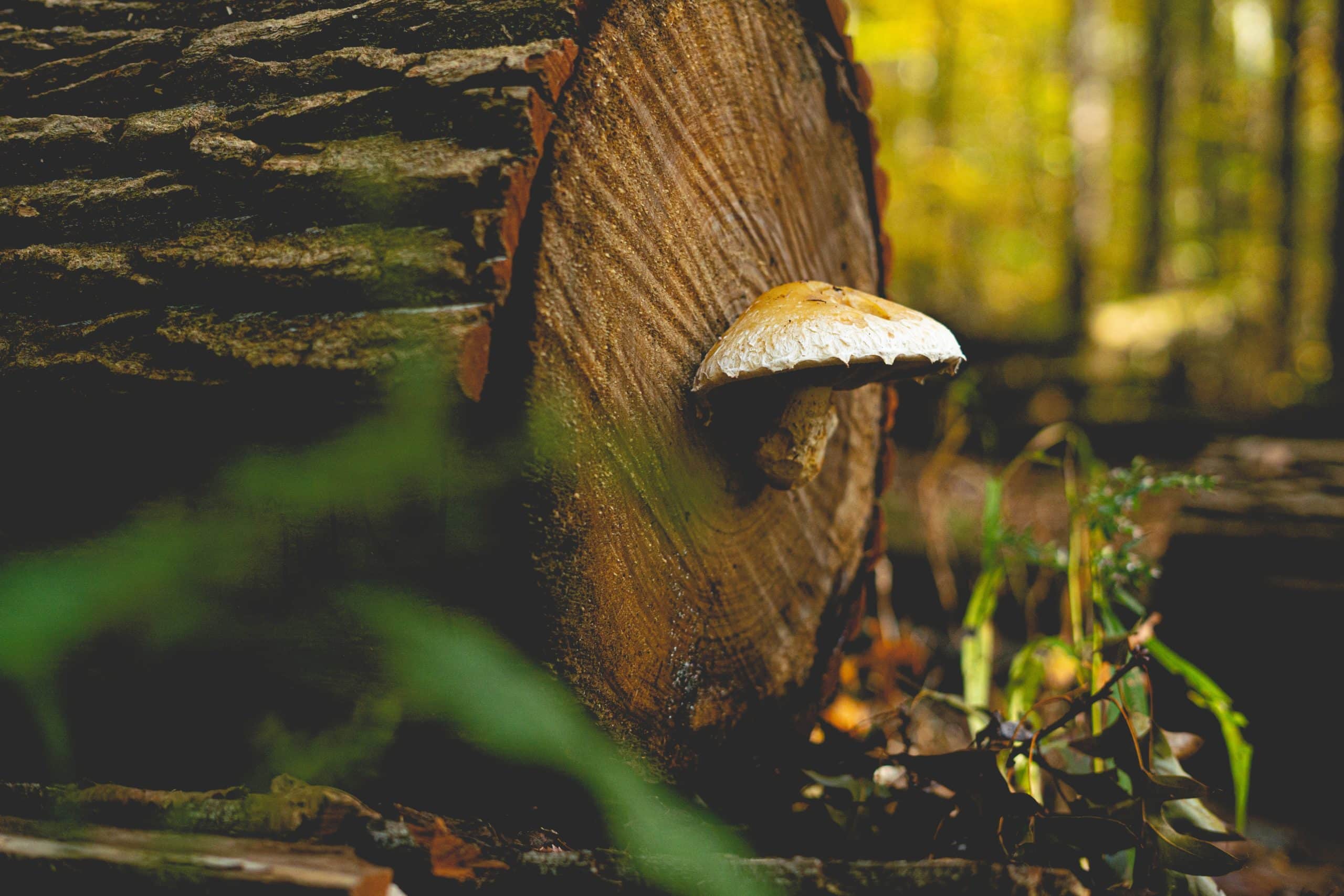 Enjoying the Woods » Land management, Trees » HF&G