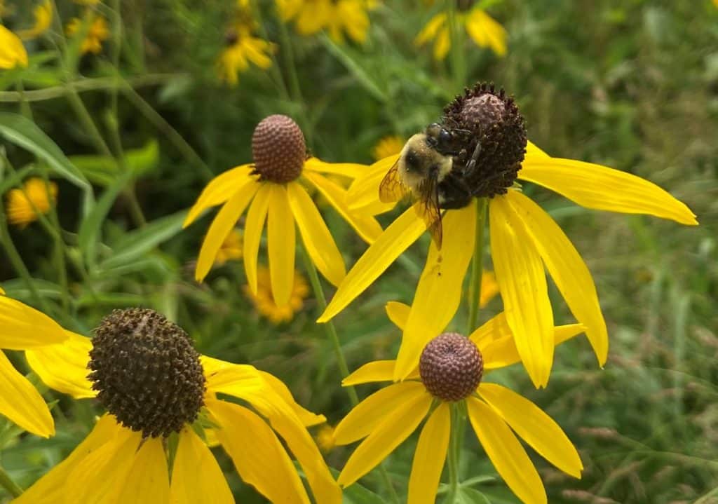 Breaking News: Pollinators contribute to flowering plant diversity