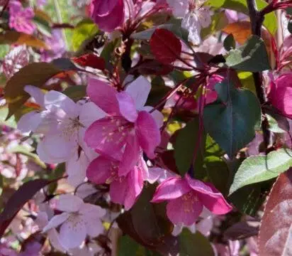 Malus ‘Perfect Purple’