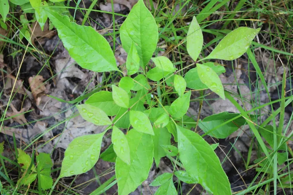 Ash seedling
