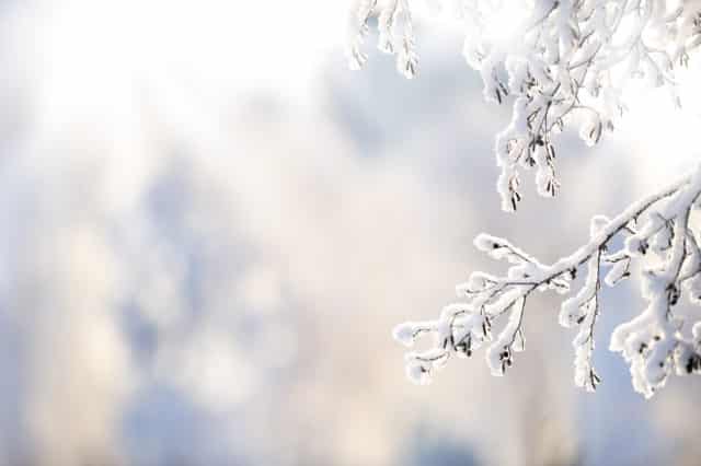Snowshoeing at Holden Arboretum