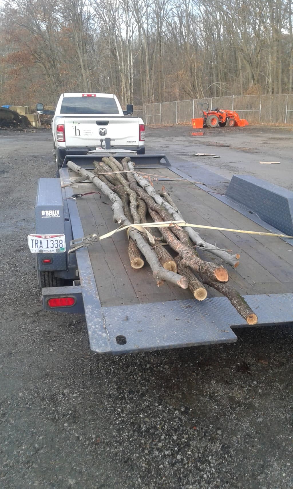 Trees from Holden Used for Rehabbing Birds at CMNH