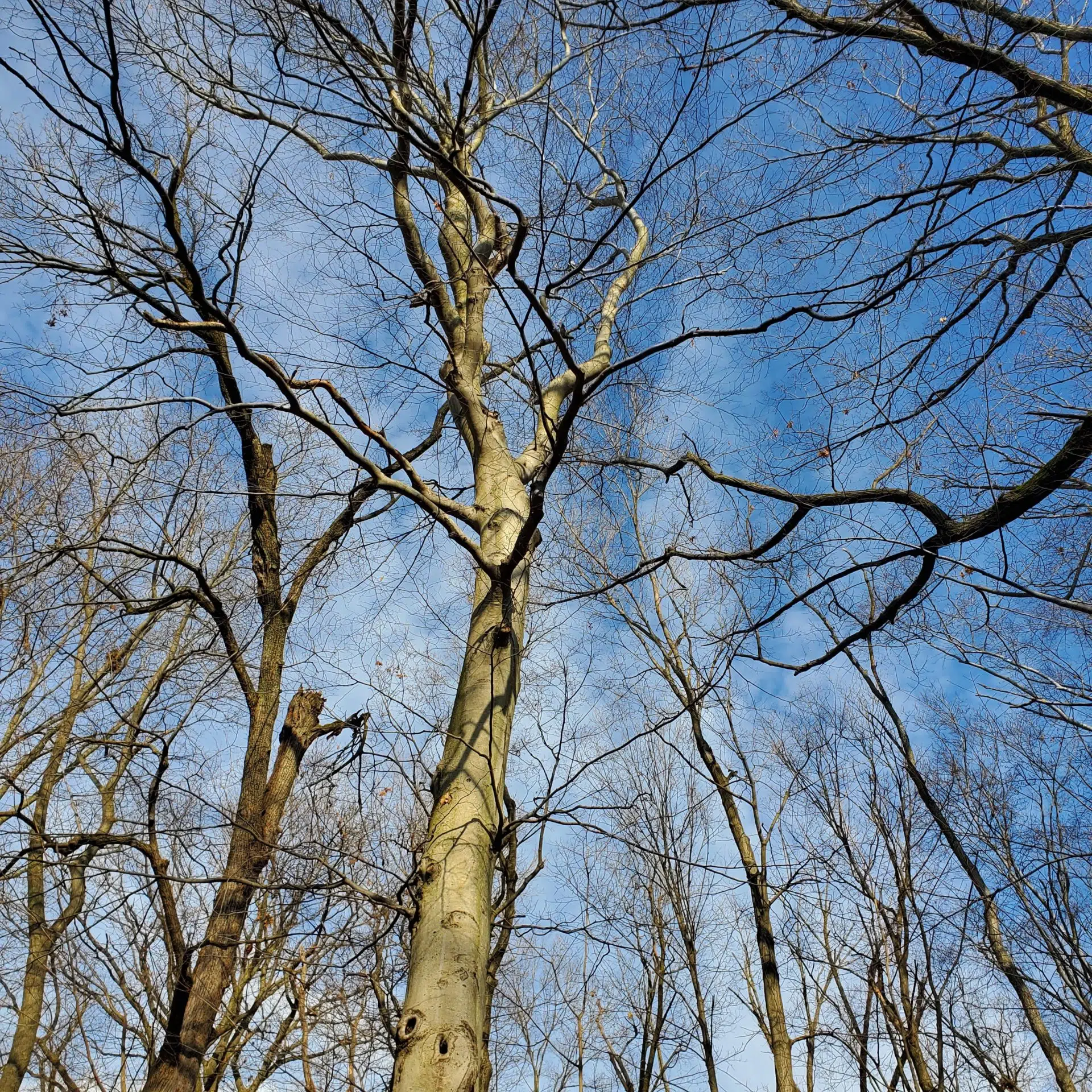 American beech