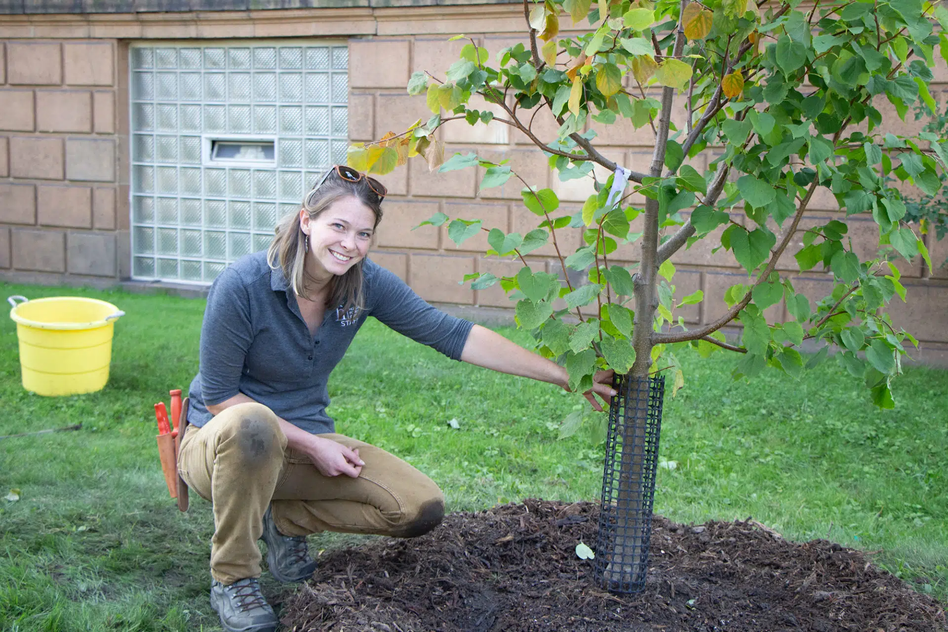 tree planting