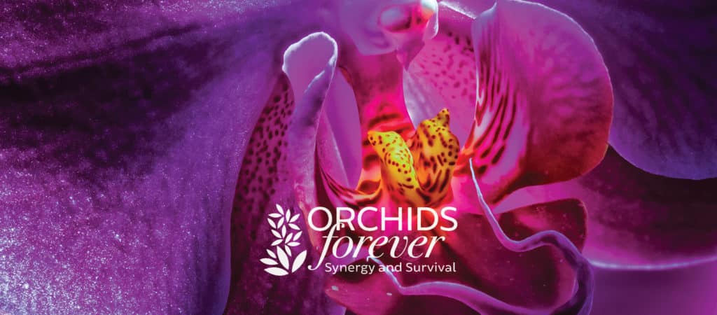 Cleveland Botanical Garden to Open 16th Annual Flower Show Orchids Forever on January 29th