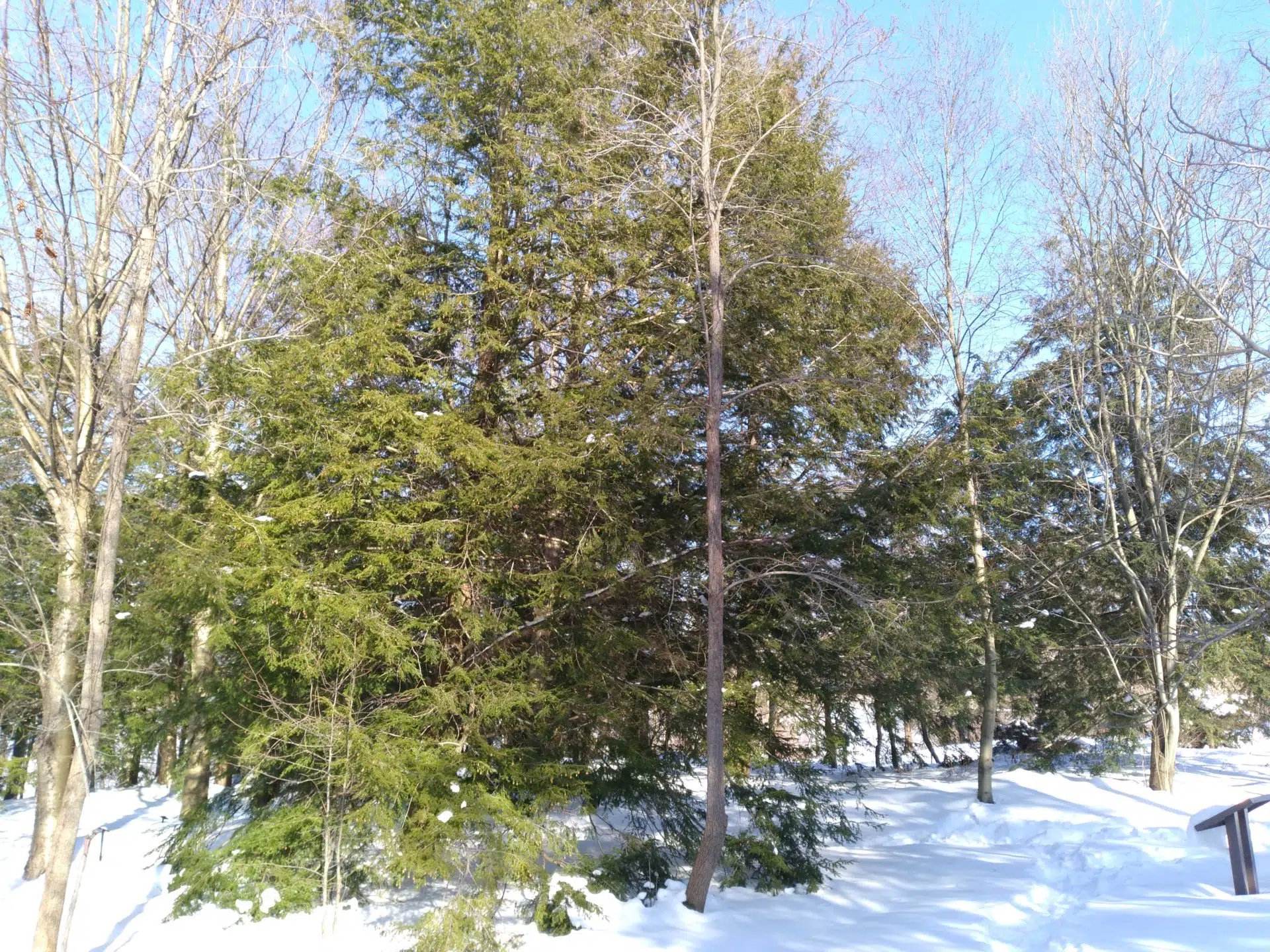E hemlock