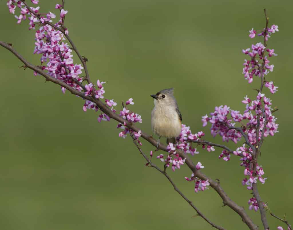 Birding Guide for Holden Arboretum