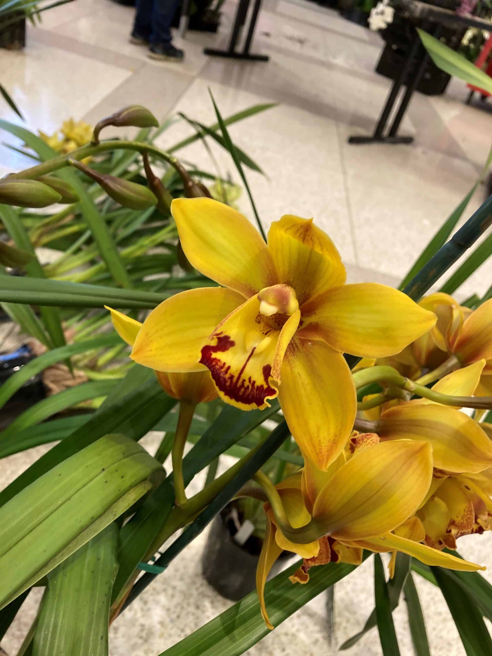 Rebloom, Reuse, Relax Get your Orchids to Rebloom » Plants » HF&G