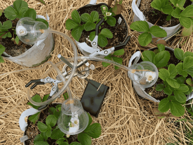 Holden Forests & Gardens Scientist Na Wei, Ph.D., and her collaborators from Oakland University and University of Pittsburgh decoded the scent of flowers and its influence on flower microbes.