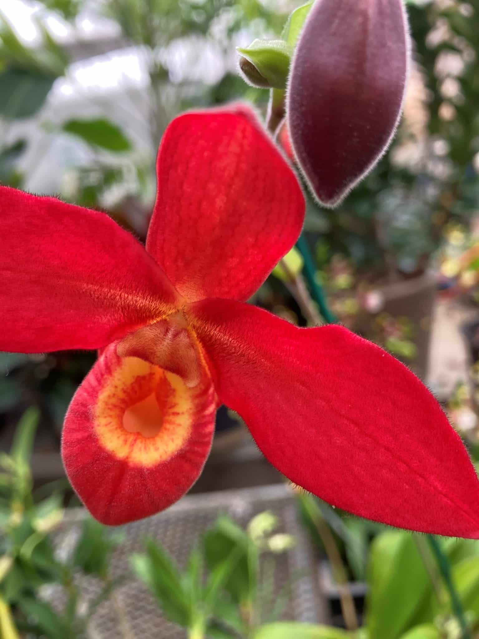 Rebloom, Reuse, Relax Get your Orchids to Rebloom » Plants » HF&G