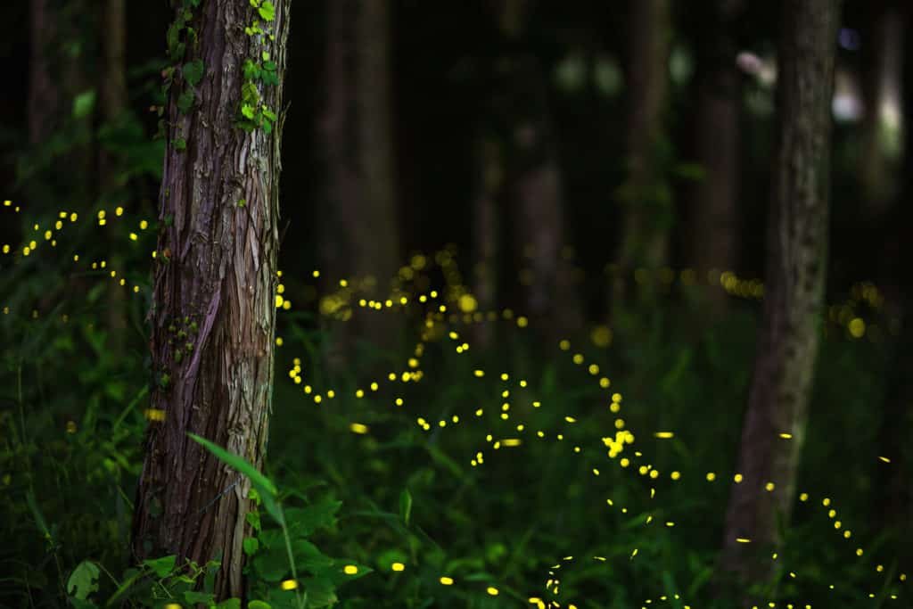 Firefly Foray