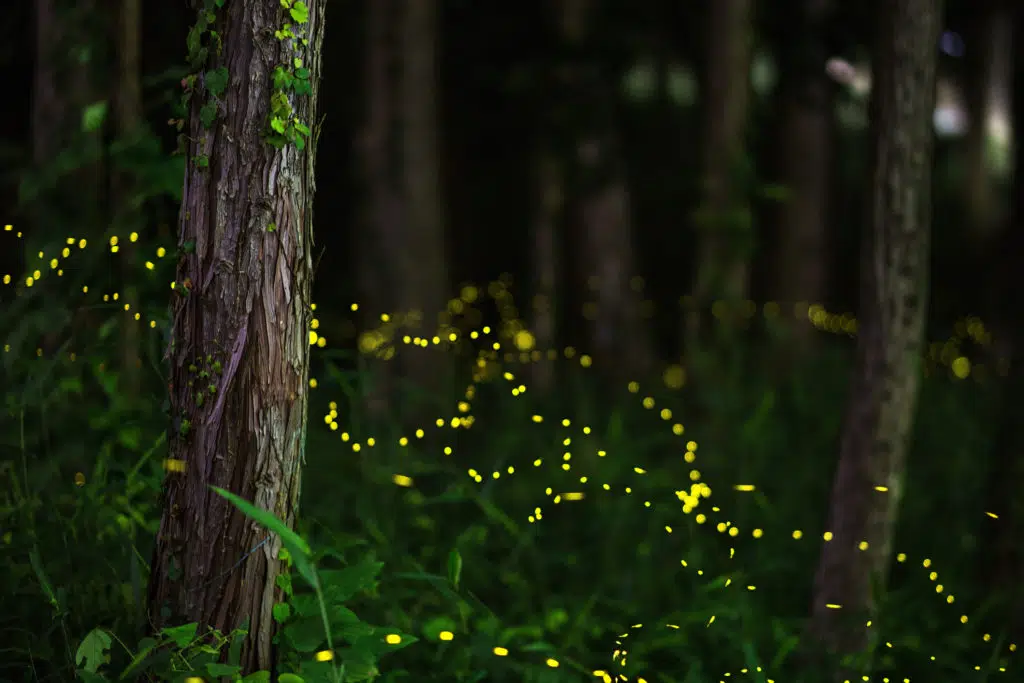 Firefly Foray
