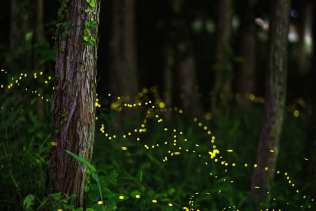 Firefly Foray