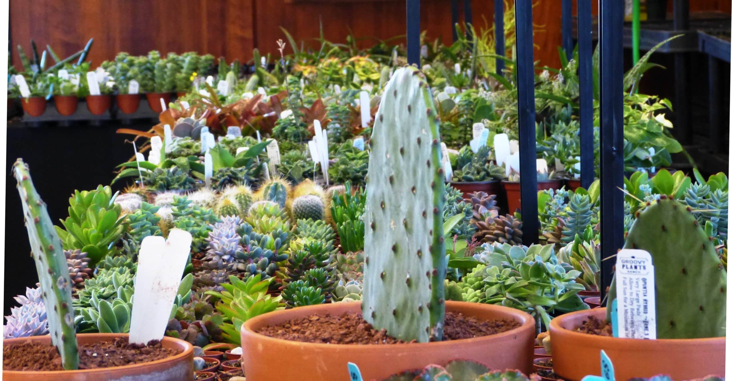 Midwest Cactus & Succulent Society Show and Sale » Holden Forests & Gardens