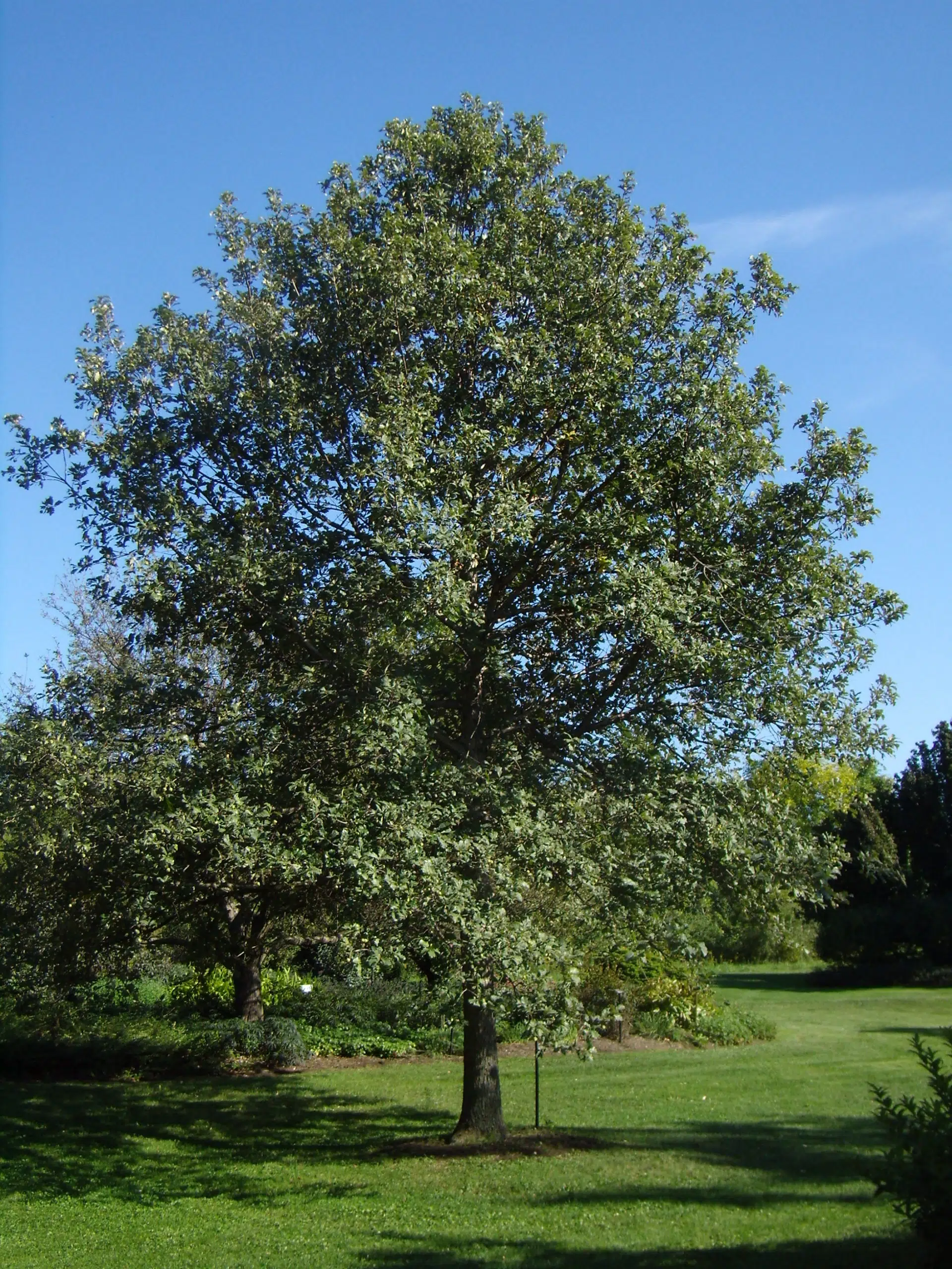Quercus bicolor @Holden Arboretum Display Garden