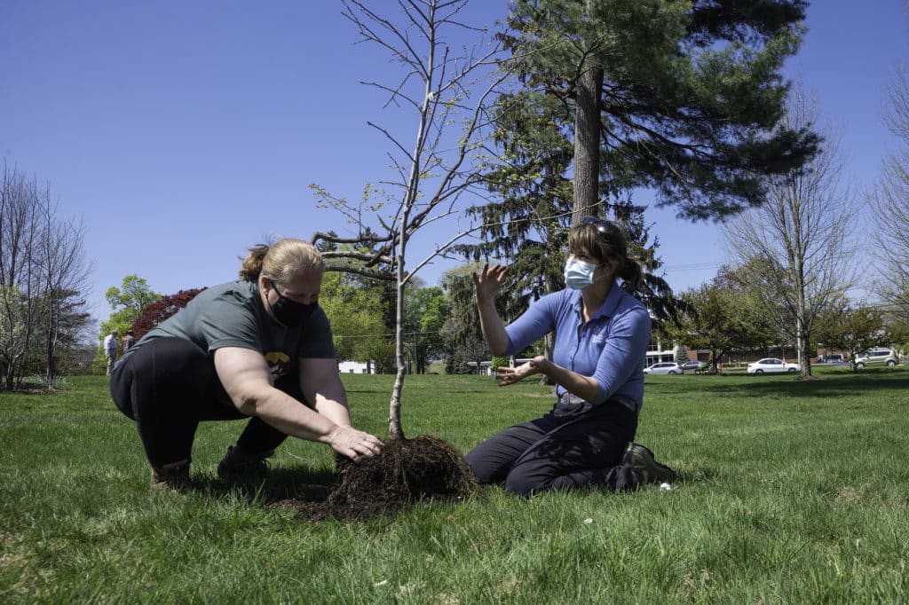 Don't Be Over-elm-ed When Planting a Tree » Tree Care, Trees » HF&G