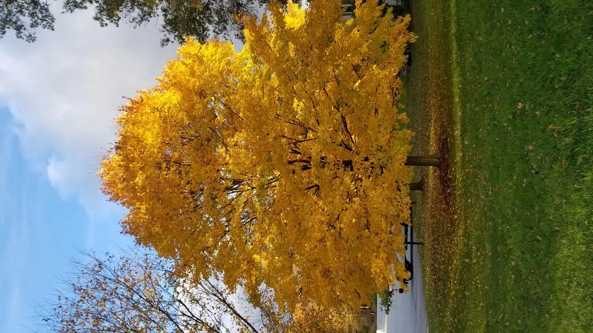 Acer saccharum 'Commemoration'