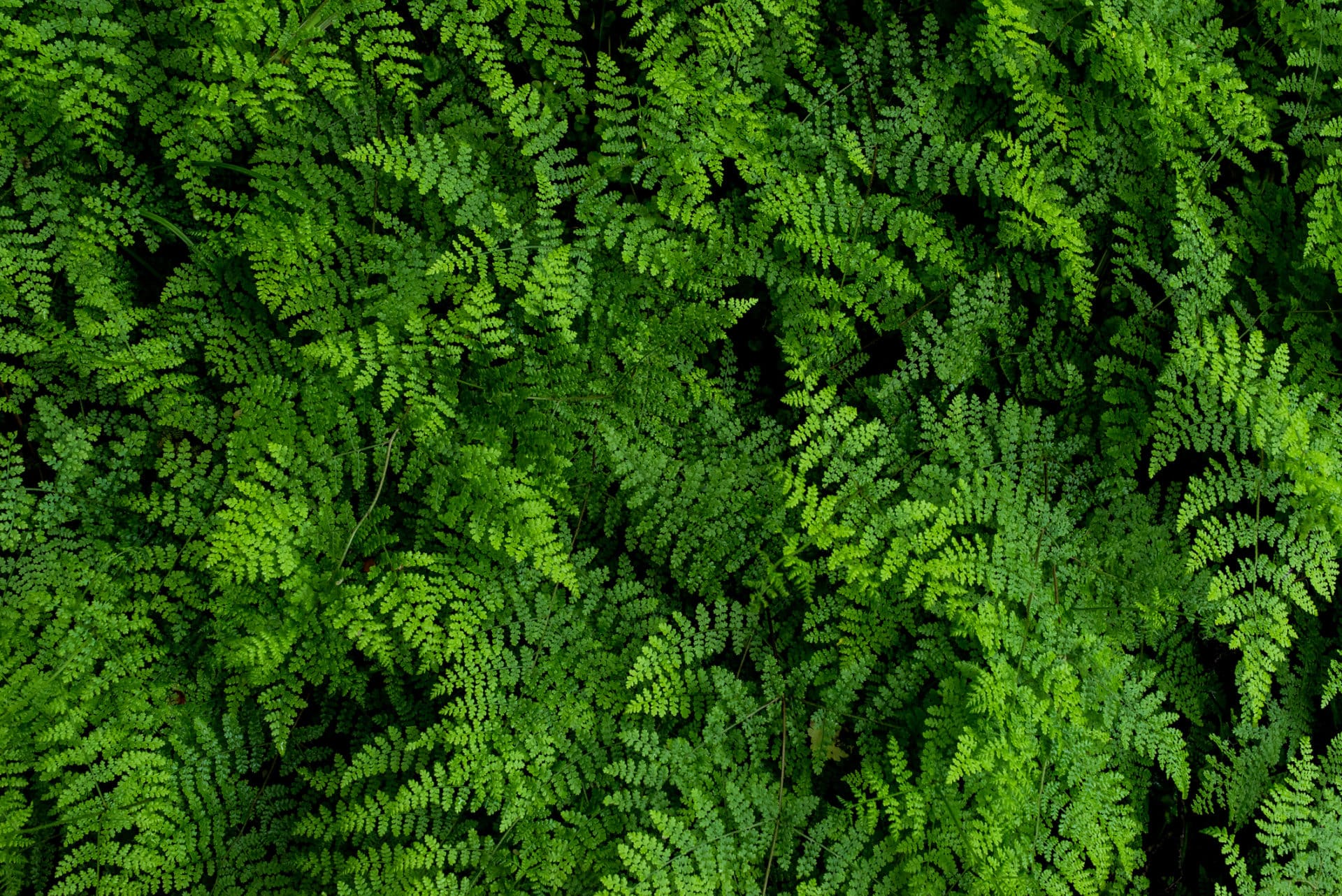 Ferns