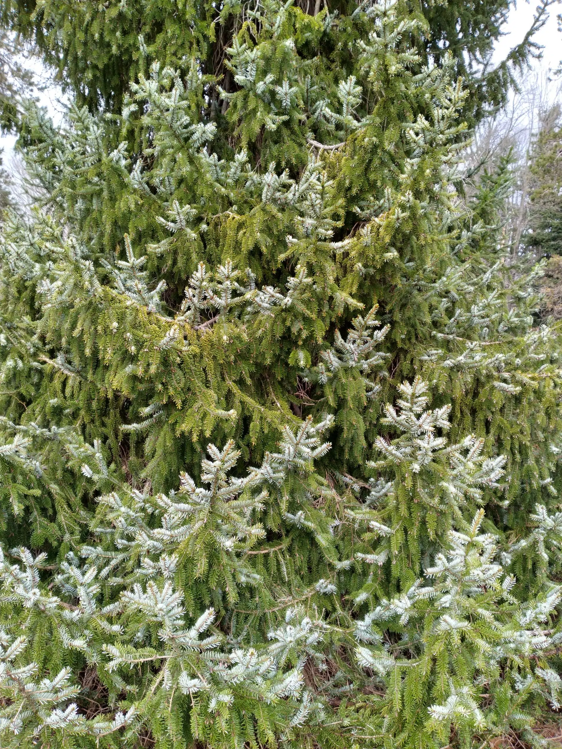Serbian spruce @Holden Arboretum Conifer Collection