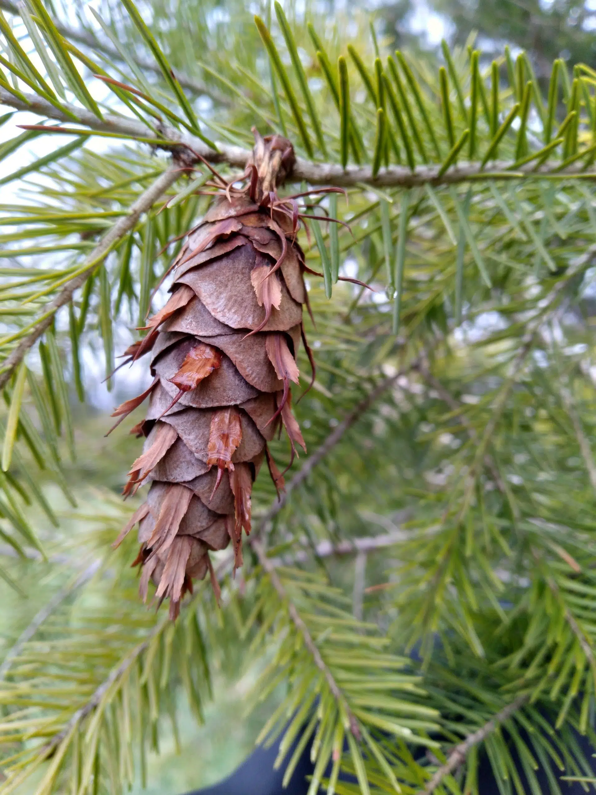 Pseudotsuga menziesii, Douglas-fir @Holden Arboretum