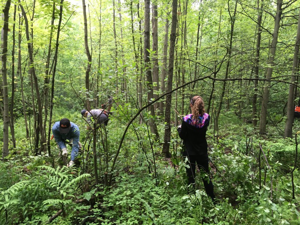 Invasive Plant Species Workshop: Beyond the Basics