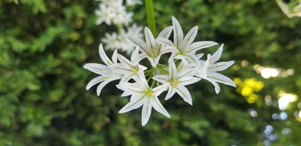 What's in Bloom