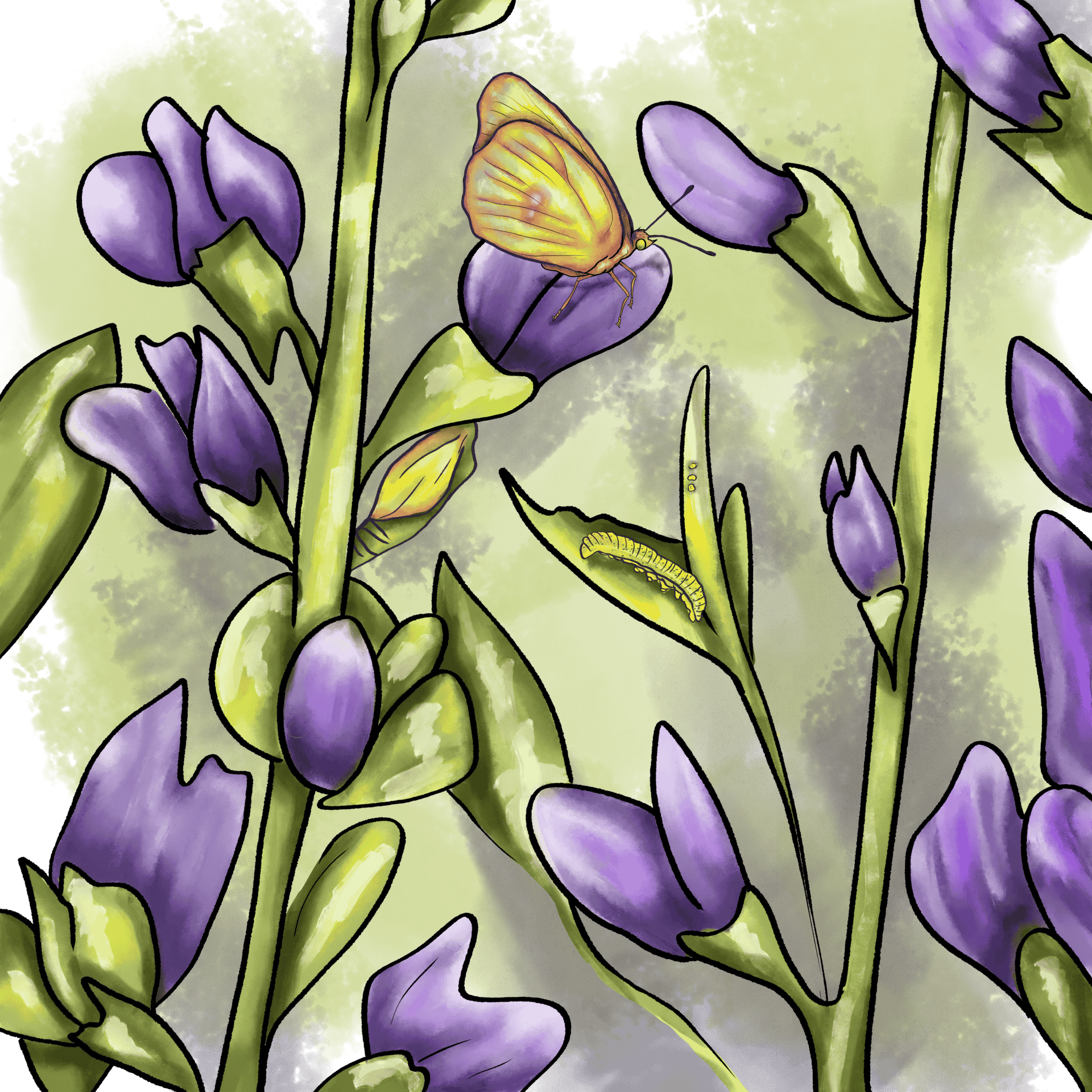 Blue false indigo & Clouded Sulphur
