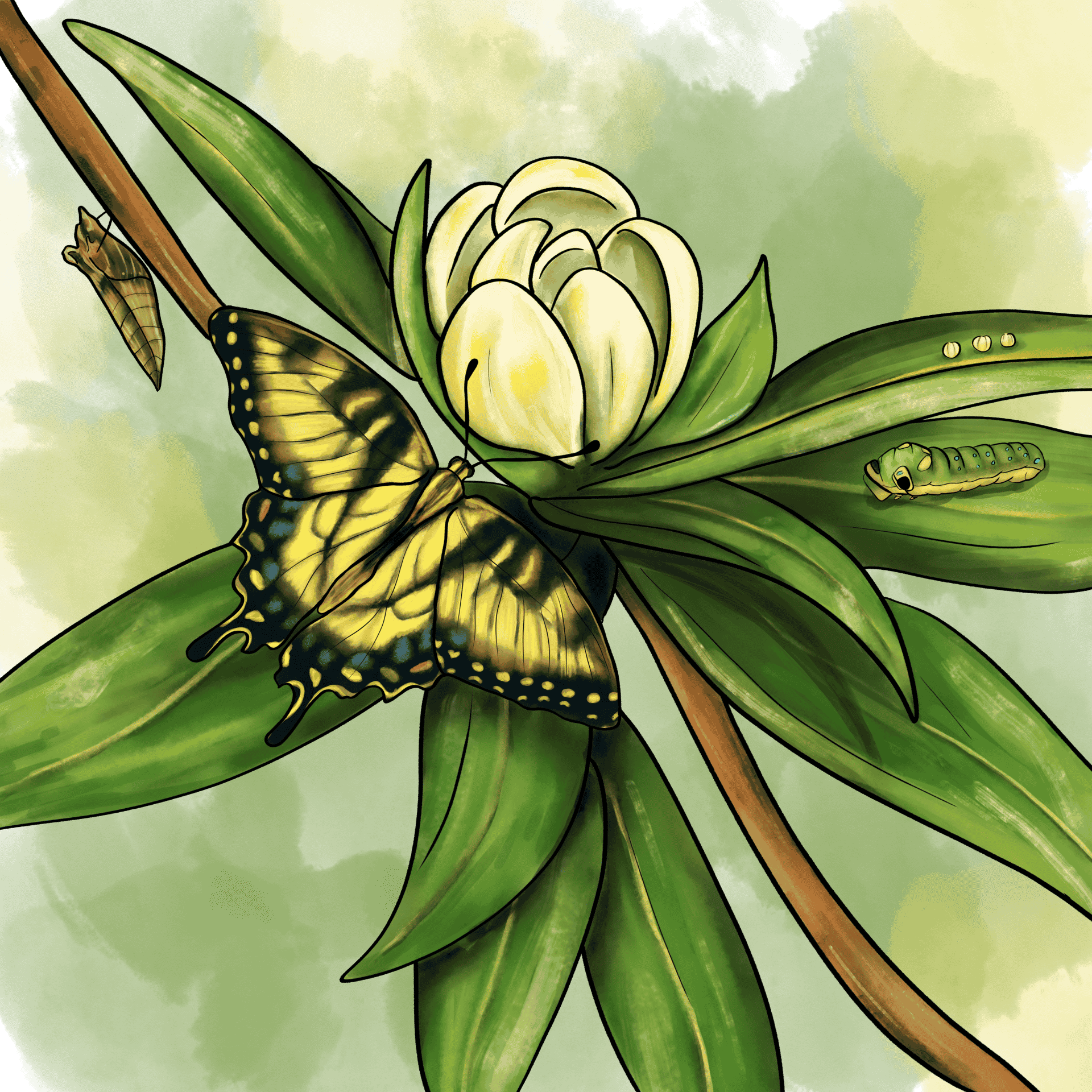 Sweetbay Magnolia & Eastern Tiger Swallowtail
