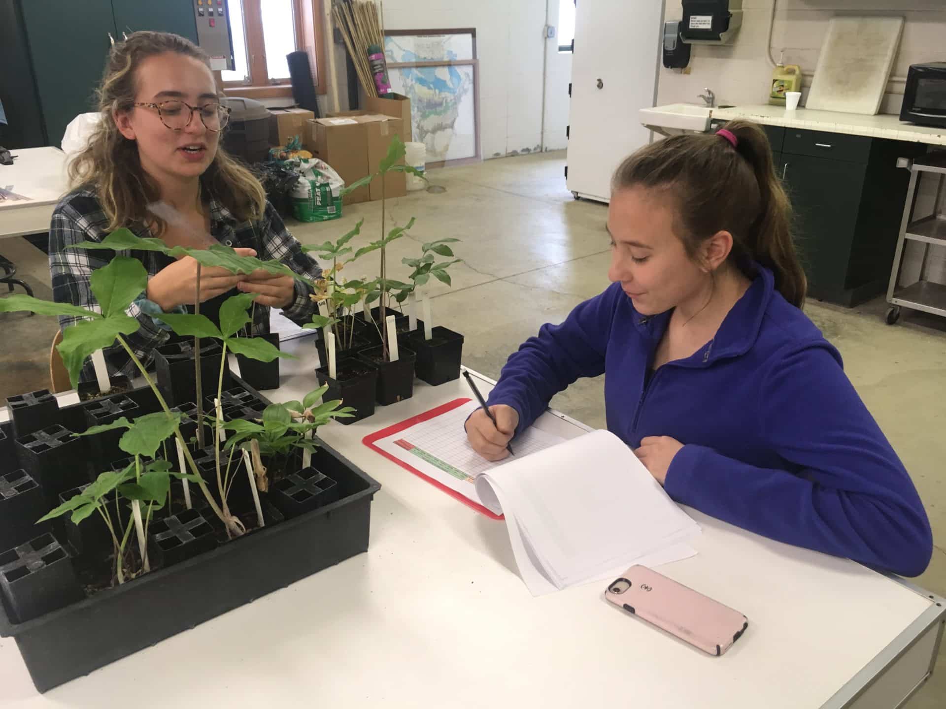 Volunteer in garden
