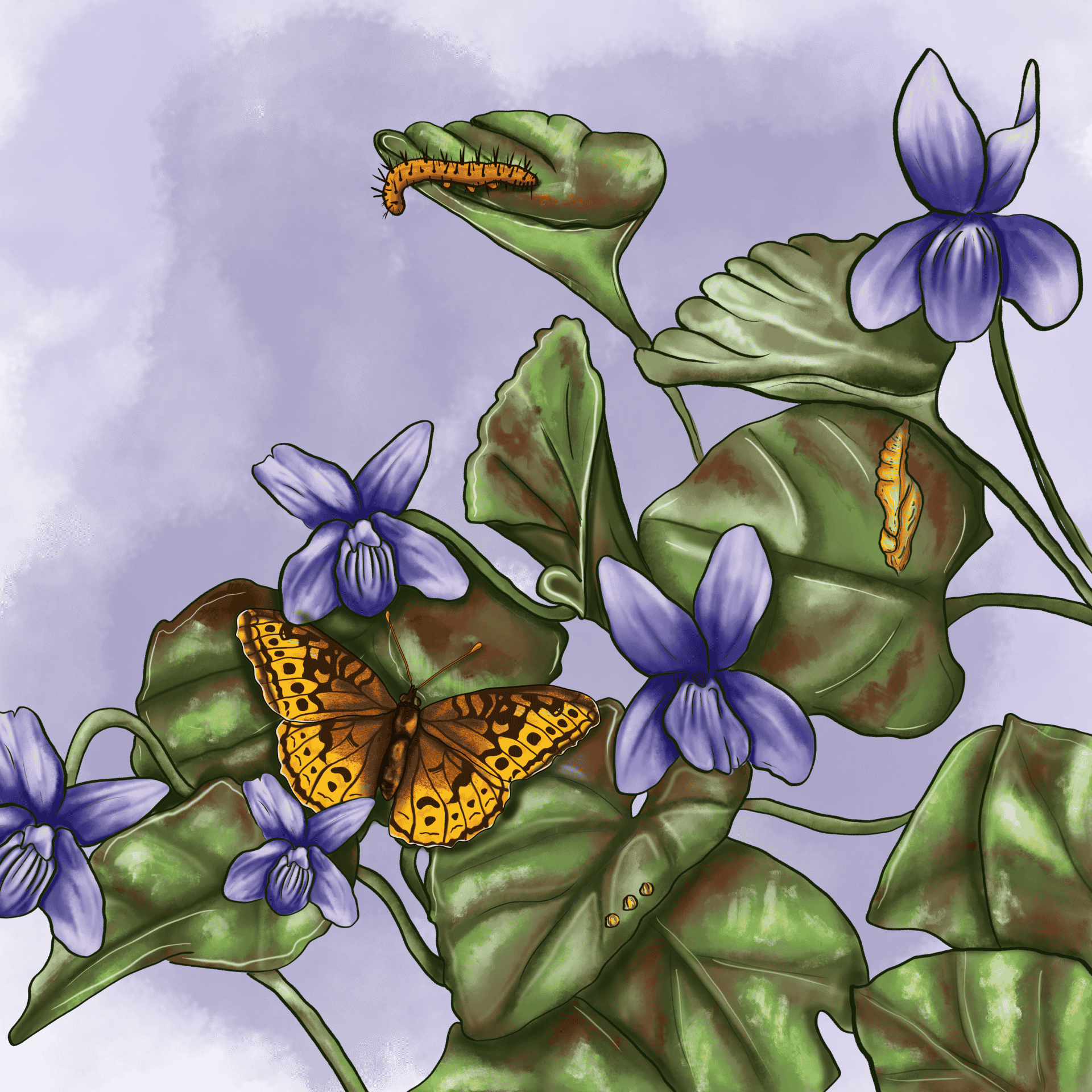Dog violet & Orange Fritillary