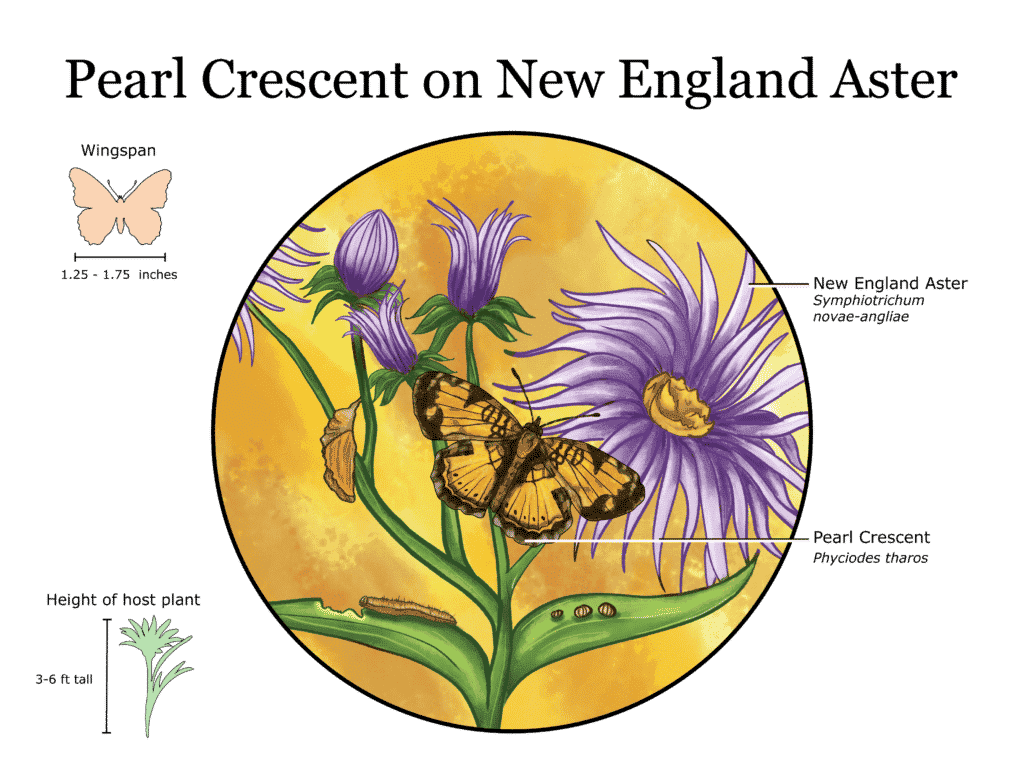 New England aster & Pearl Crescent » Plants, Pollinators, Wildlife »Holden  Forests & Gardens