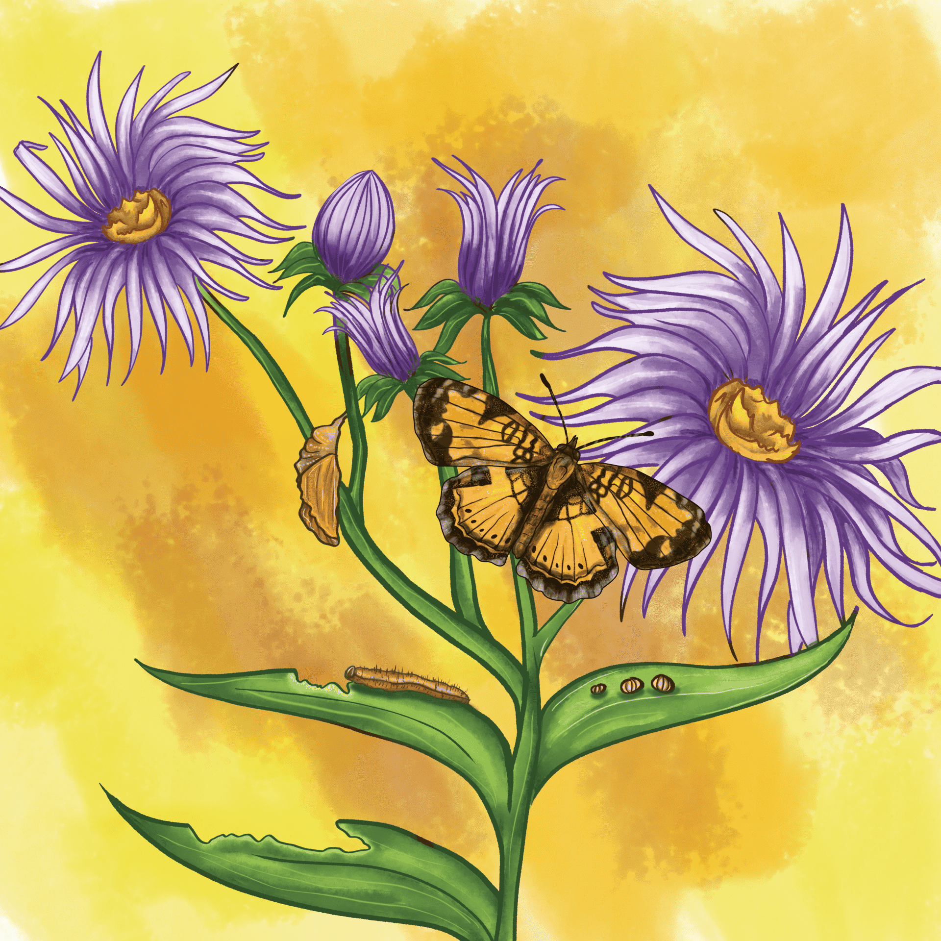 Pearl Crescent on New England Aster
