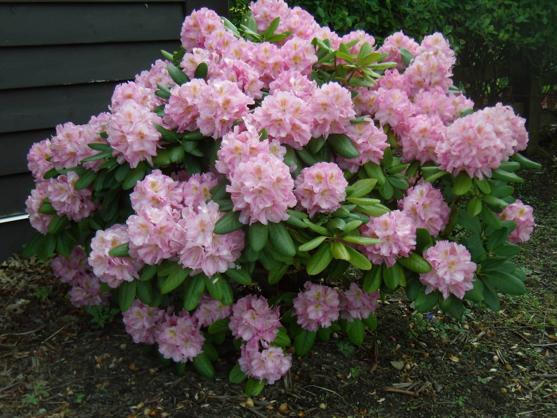 Rhododendron Scintillation @Holden Arboretum