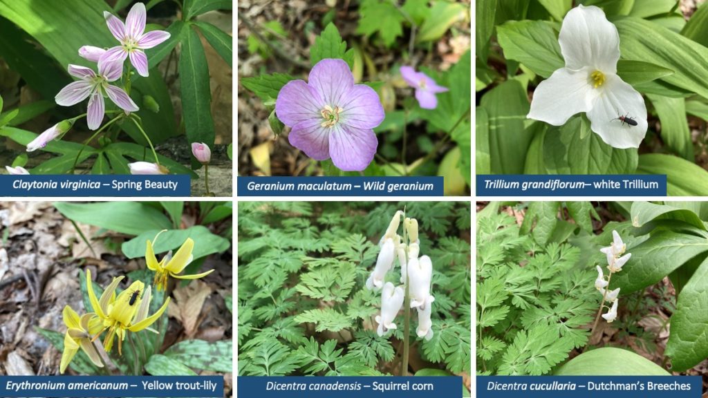 The Spring Ephemerals in Stebbins Gulch