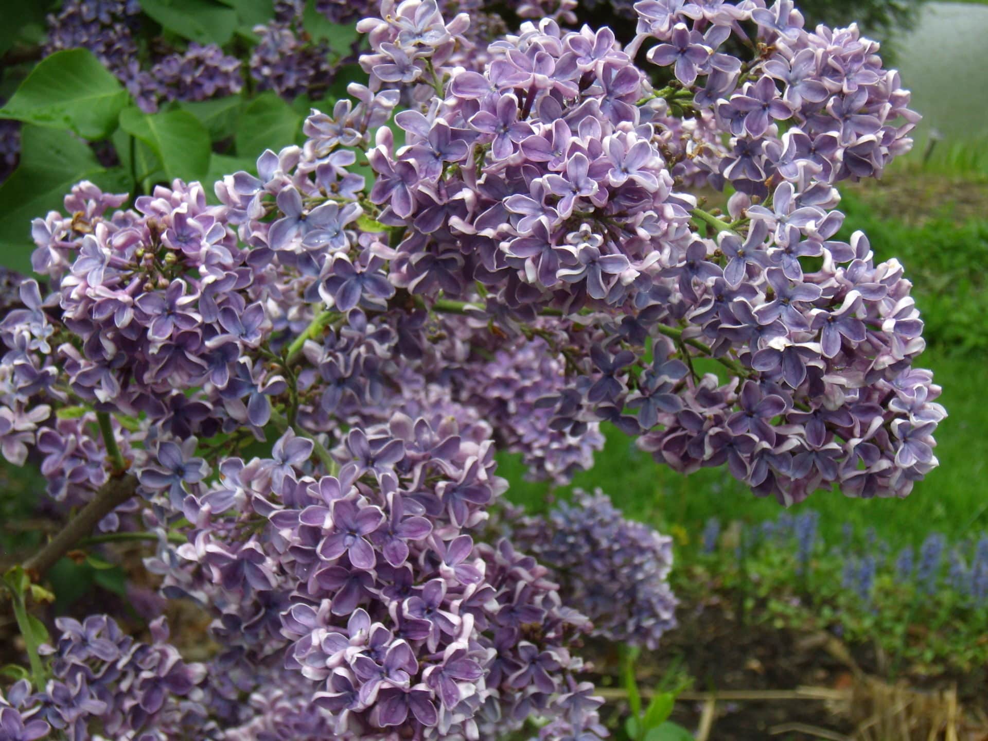 Syringa vulgaris Albert F. Holden, common lilac @ Holden Arboretum Display Garden