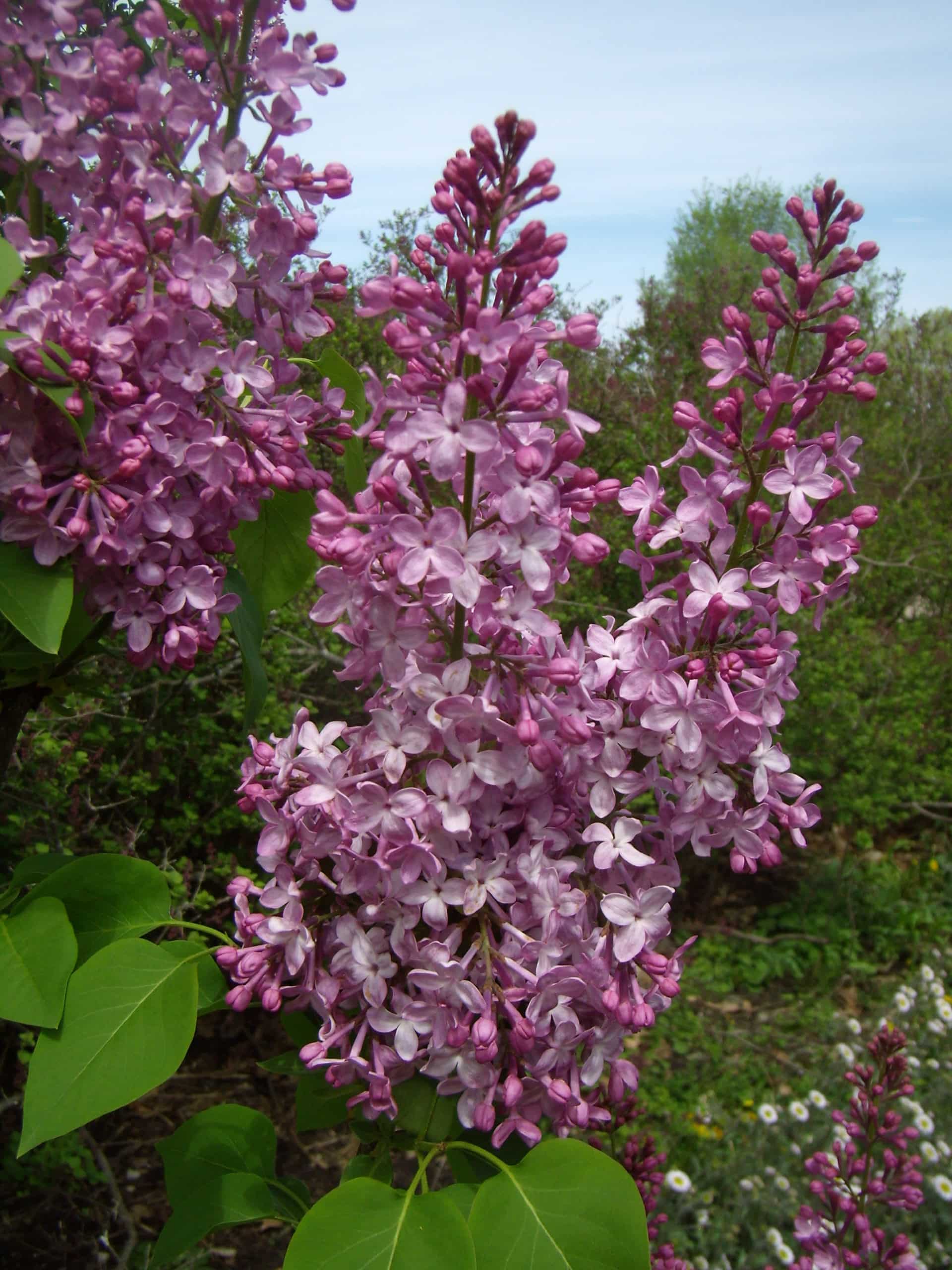 Syringa vulgaris 'Clyde Heard' @Holden Arboretum Display-Garden