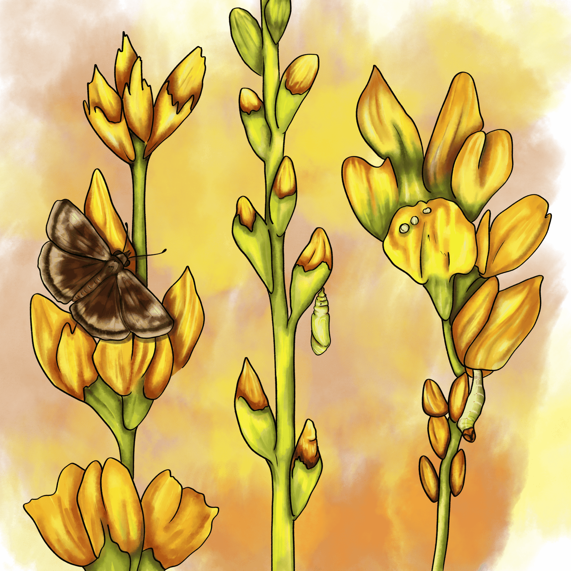 Yellow false indigo & Wild Duskywing