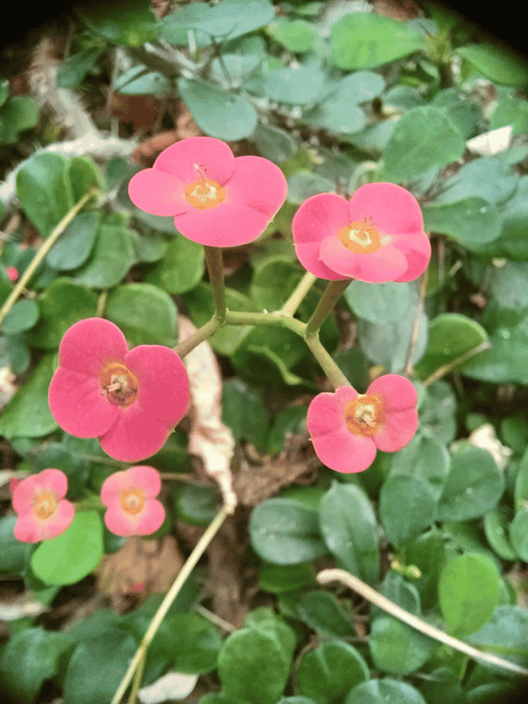 Euphorbias in flower » Plants, Plant communities »Holden Forests