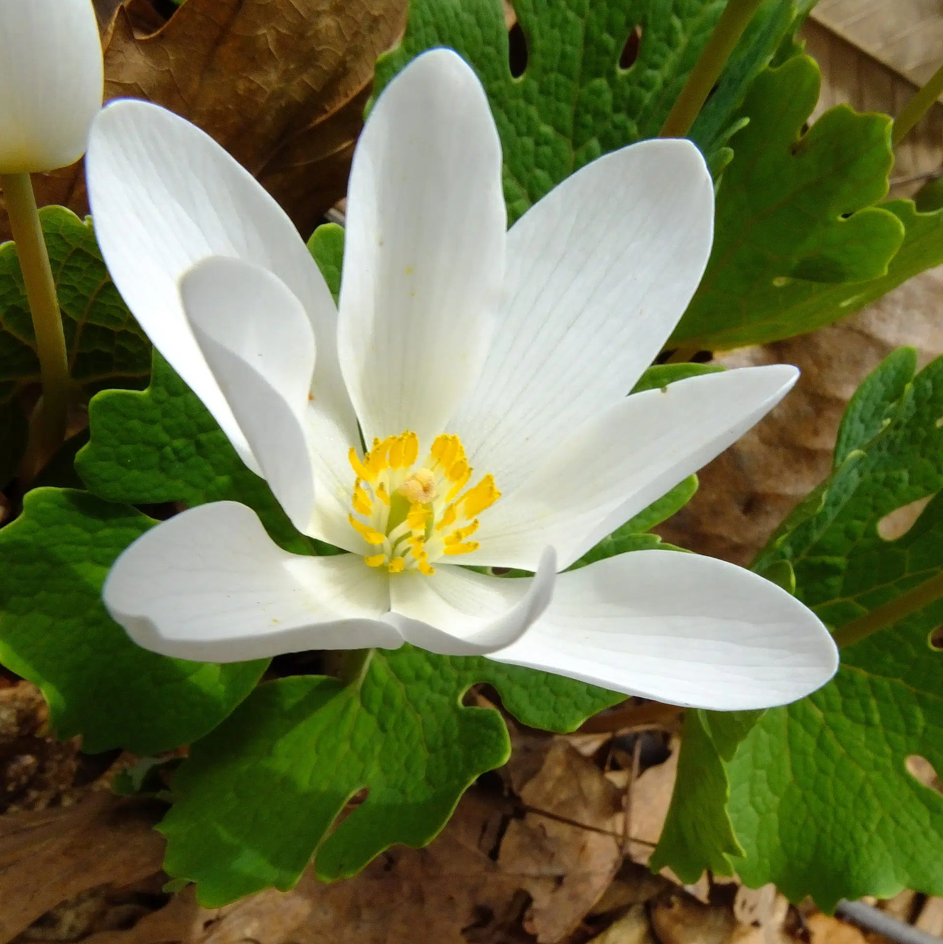 Bloodroot