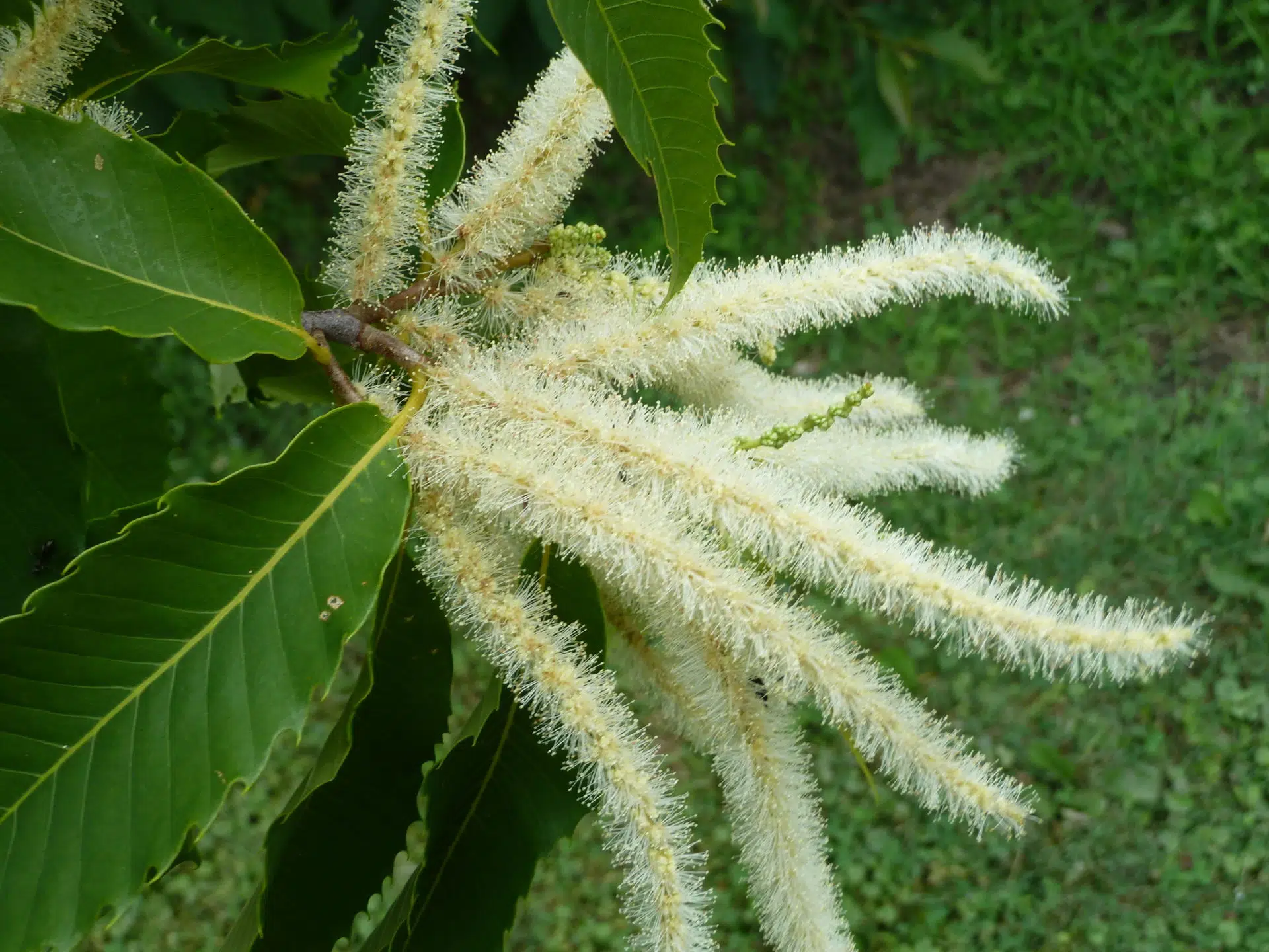 American chestnut
