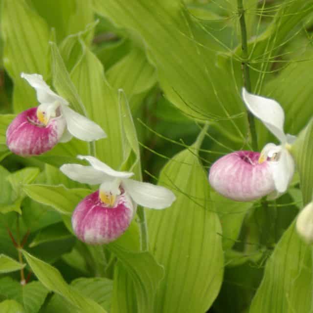 Brainard Fen