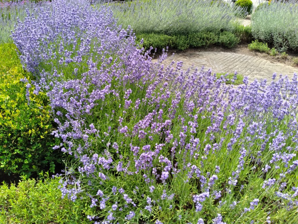 Essential Herb Garden Experiences