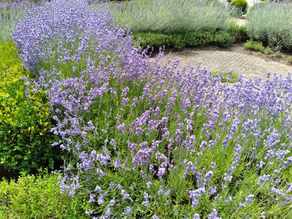 Essential Herb Garden Experiences