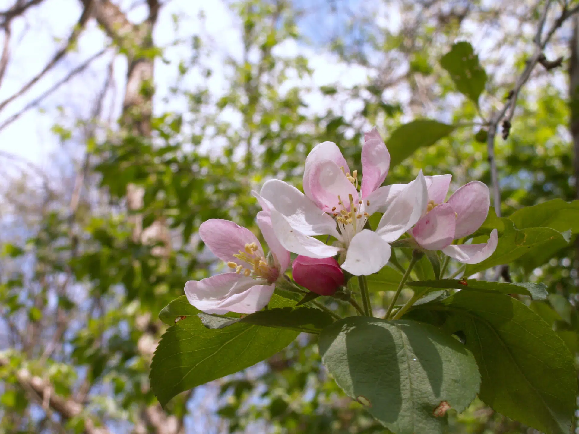 Wild crabapple