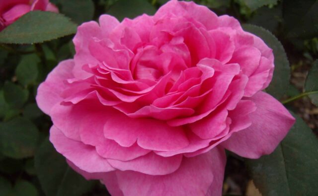 Cleveland Rose Society Rose Show