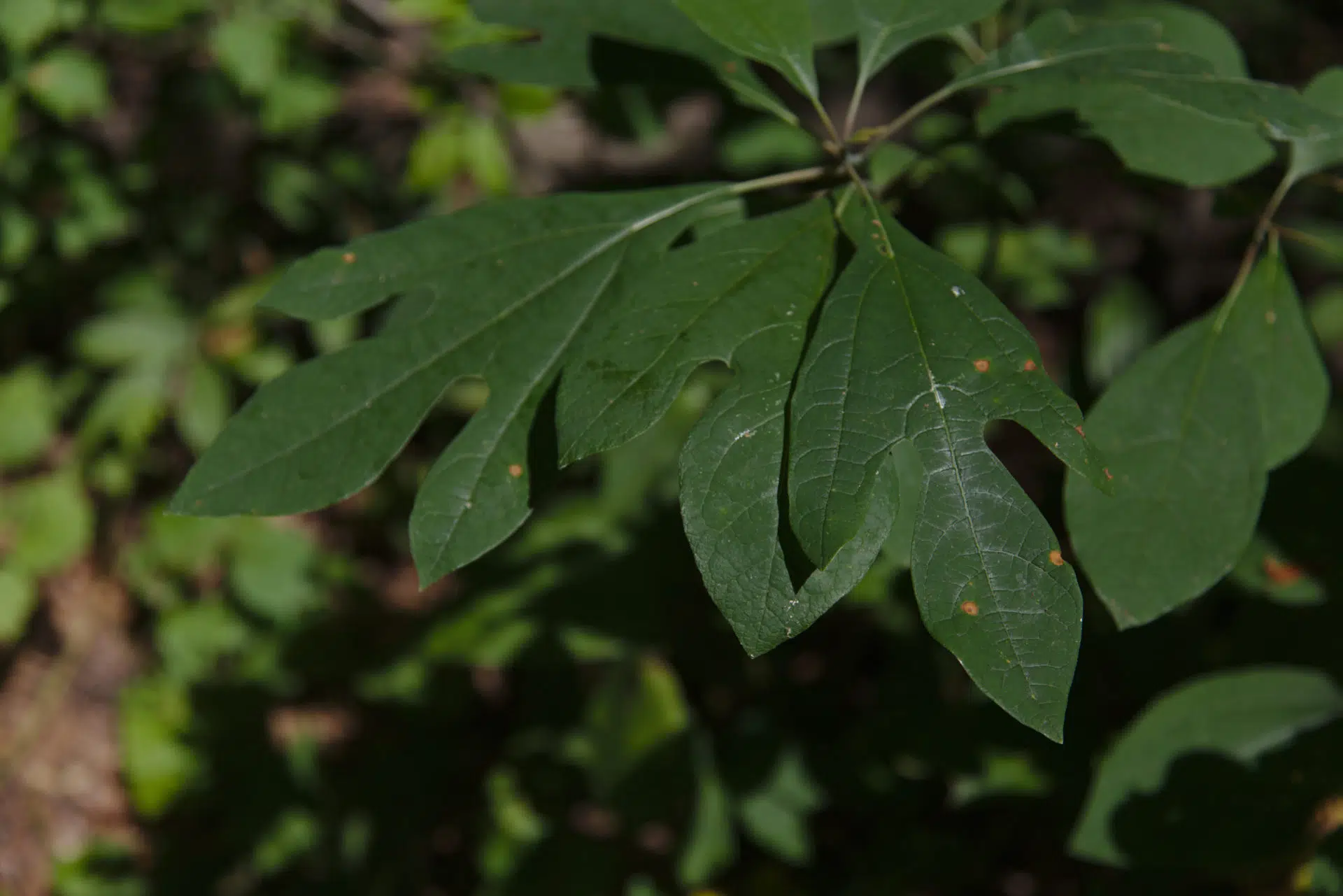Sassafras