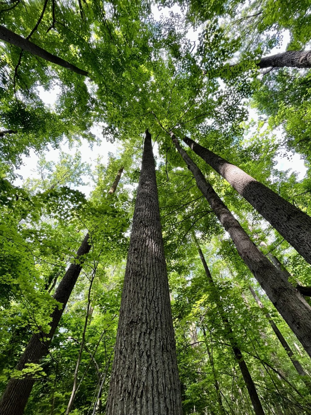 A virtual tour of the natural areas used by the research department