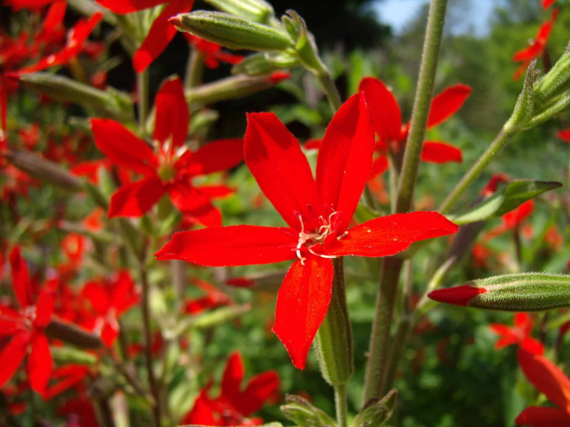 Royal catchfly
