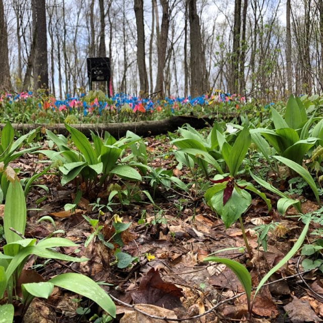 Bole Woods