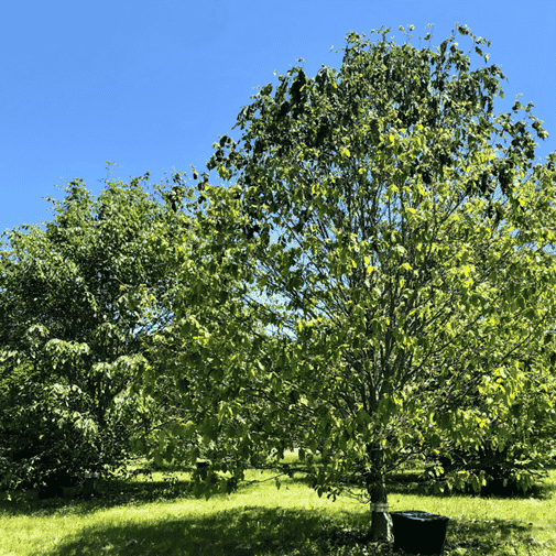 Beech Tree Collection
